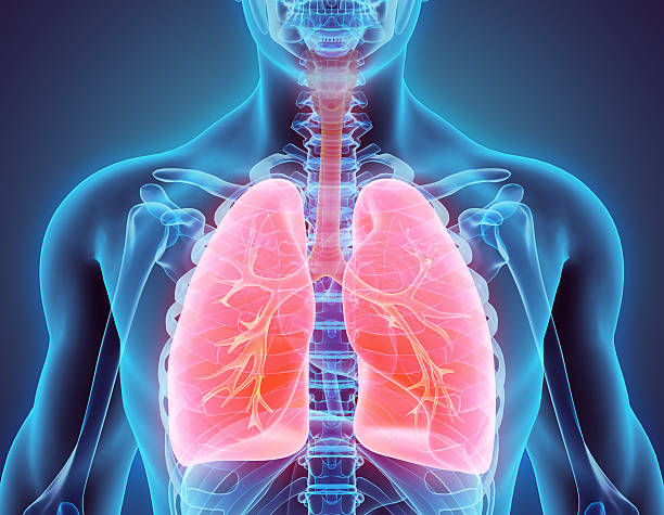lungs diagram