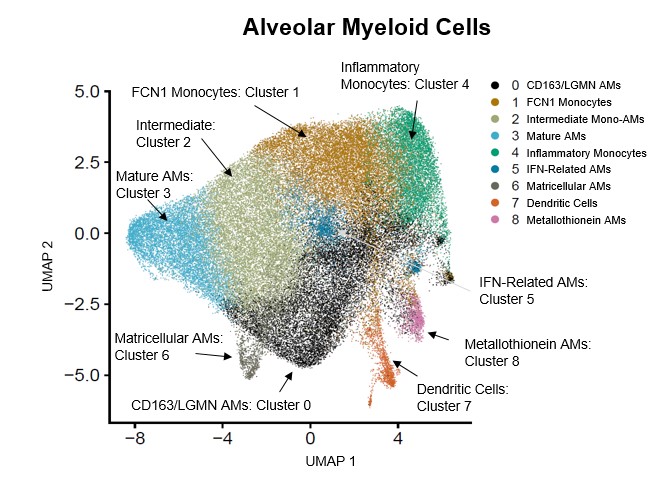 UMAP of alveolar myeloid single cell RNASeq showing multiple clusters of alveolar macrophages.