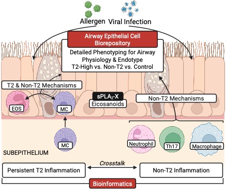 Cartoon of cell types in airway epithelium and sub-epithelium along with their interactions under attack by allergens and viral infections.