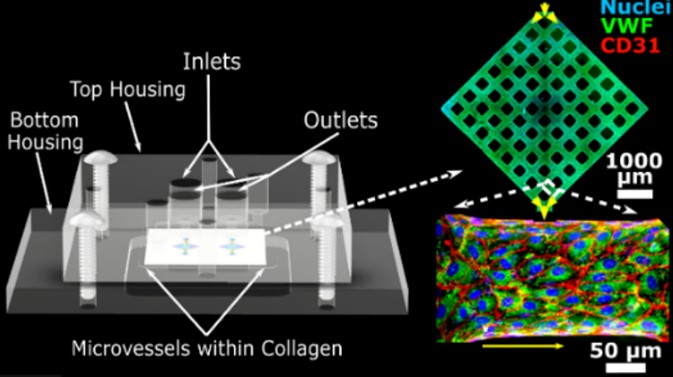 Organ-on-a-chip showing 3-d representation of the chip; a 2-d network representation; and a top view of a small cellular patch.