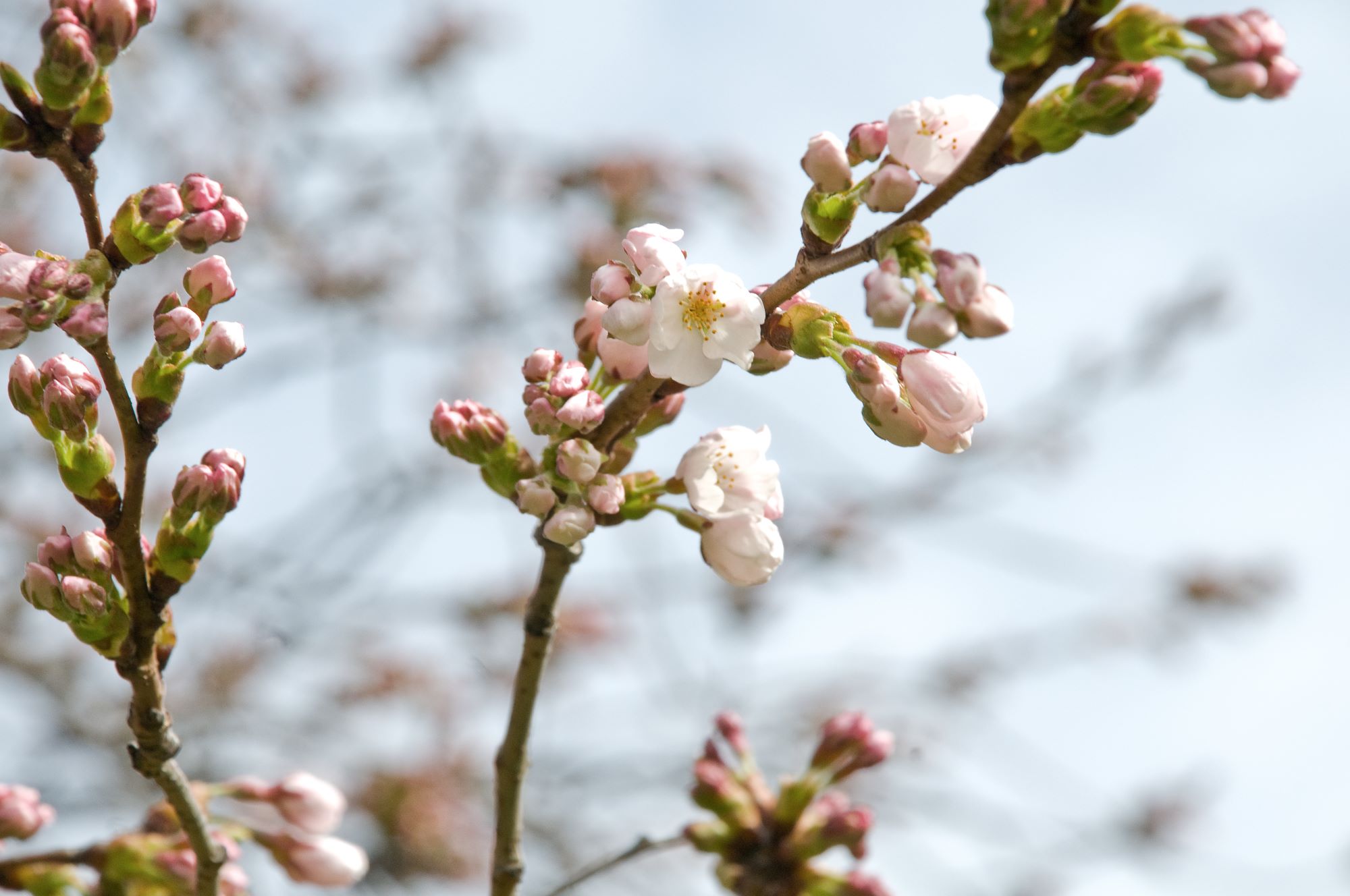 Close up of cherry blossom